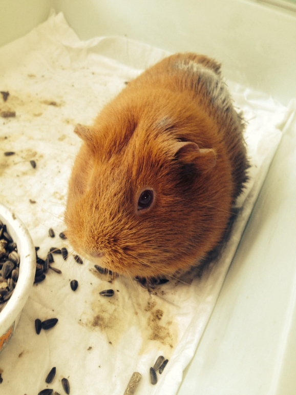 Морская свинка ищет дом