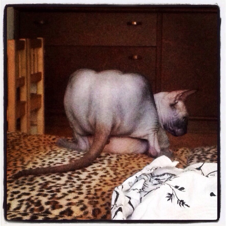 Немного слоника