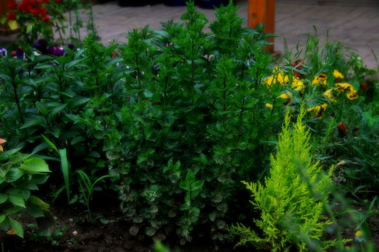 Собрала урожай