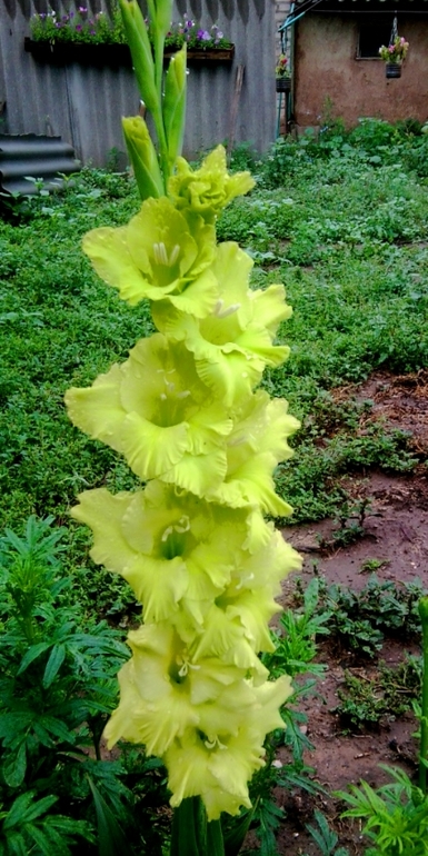 мои цветочки 2013г