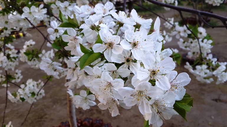 Саша и цветочки!!!=))))