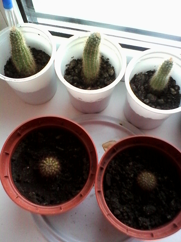 мой любимый зеленый уголок))))