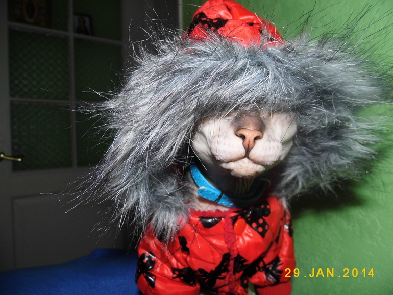 у нашей киски обновочки)))