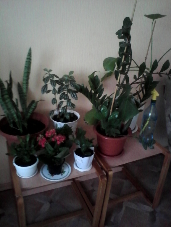 мой любимый зеленый уголок))))