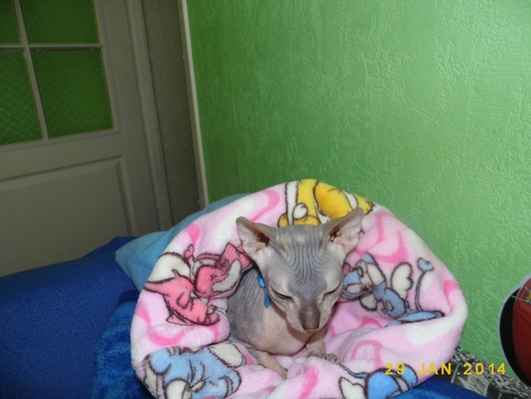 у нашей киски обновочки)))