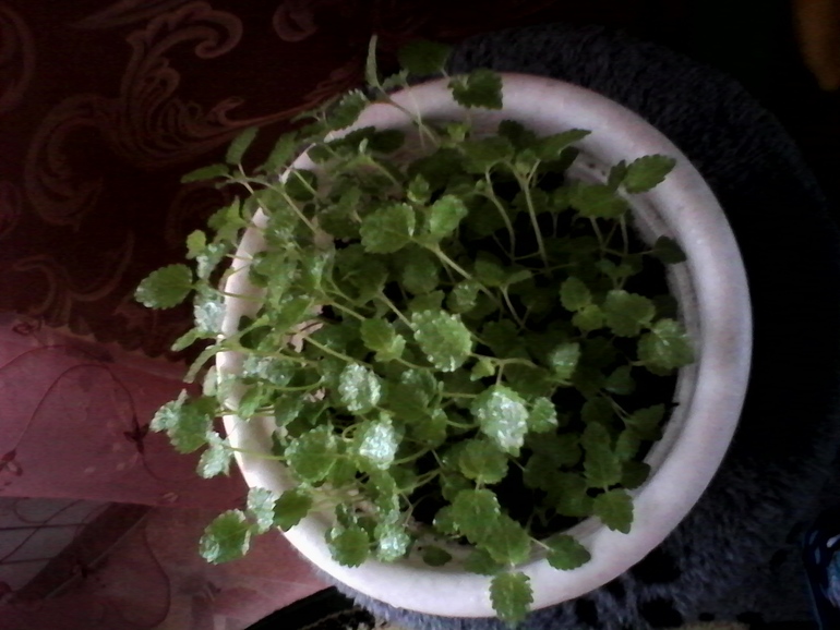 вот так подрос наш огород))))