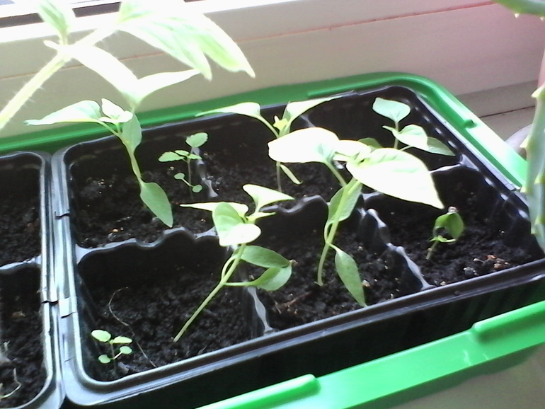 вот так подрос наш огород))))