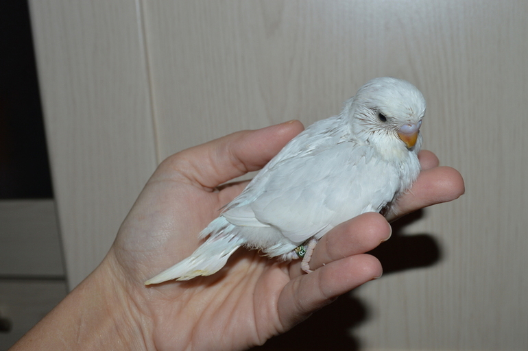 Птенчики подросли!