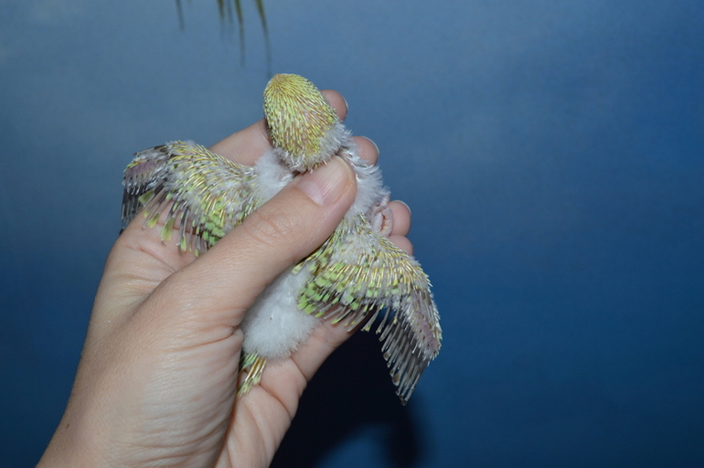 Птенчики подросли!