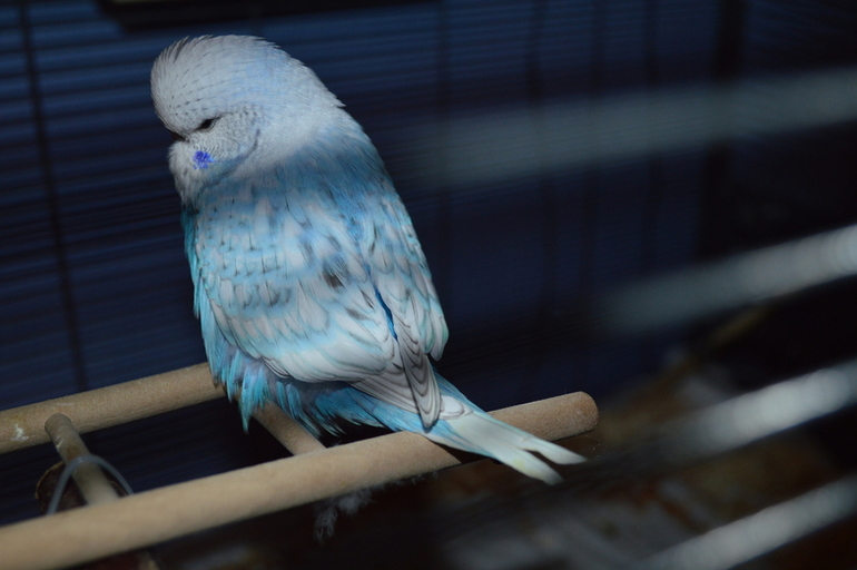 Птенчики подросли!