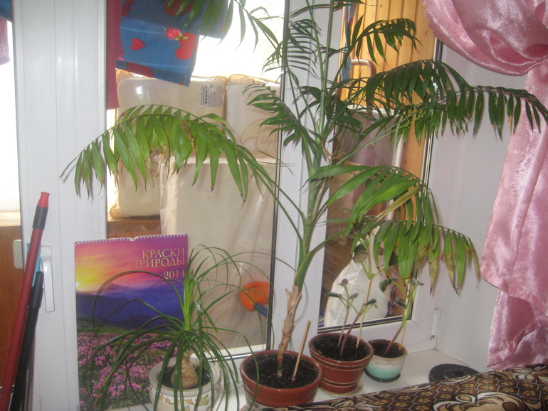 Мои Орхидейки