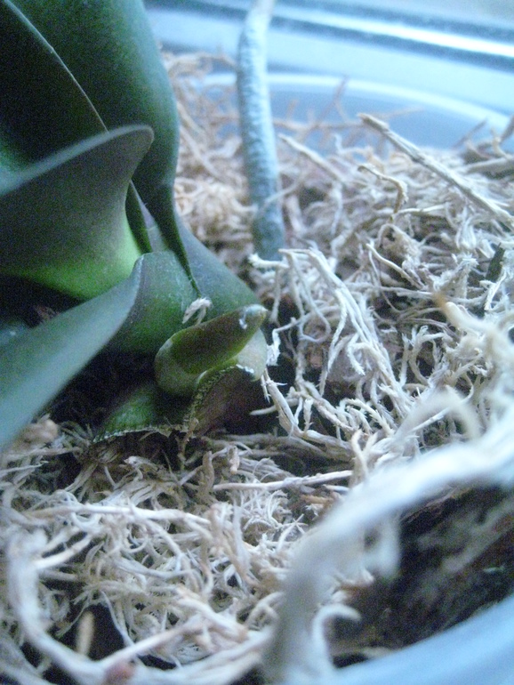 Мои Орхидейки