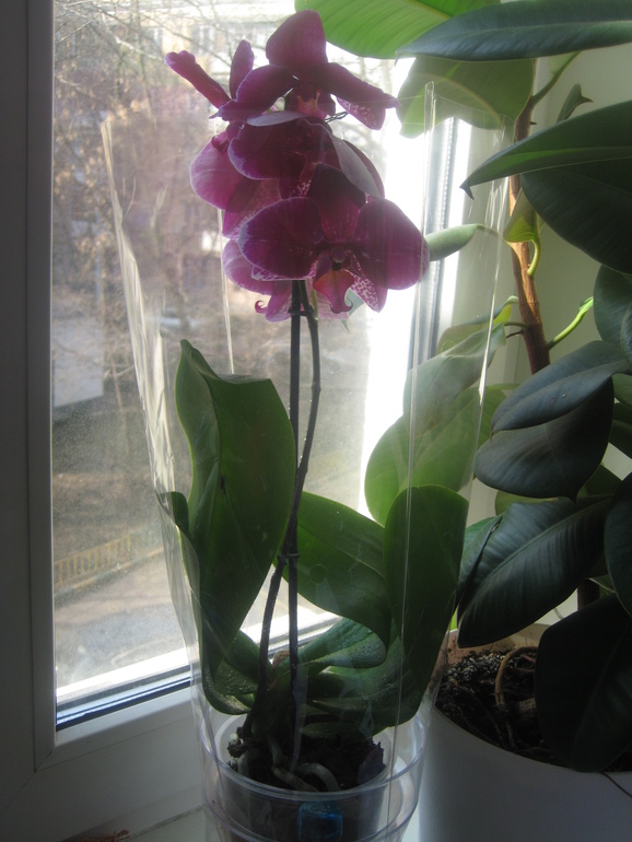 Мои Орхидейки