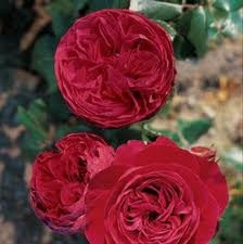 Мои розочки;-) и 32-я пошла:-)