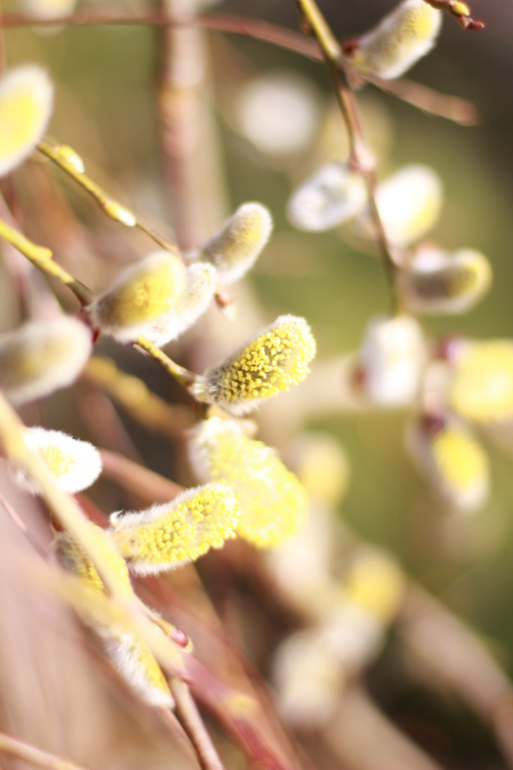 Фотопост весенний