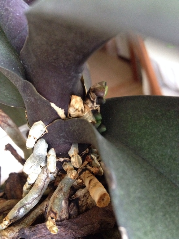 И тут Остапа понесло