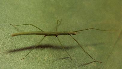 Отдам индийских палочников. Зеленоград