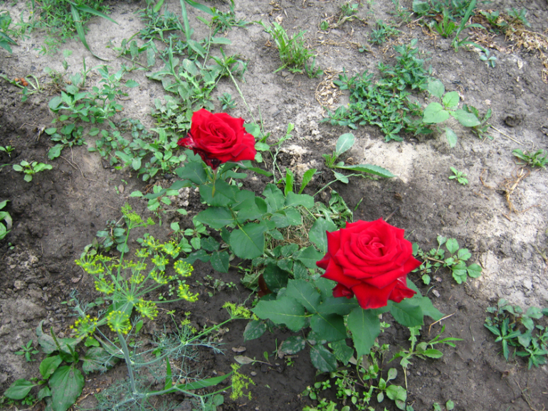 Мои Красавицы (розы)