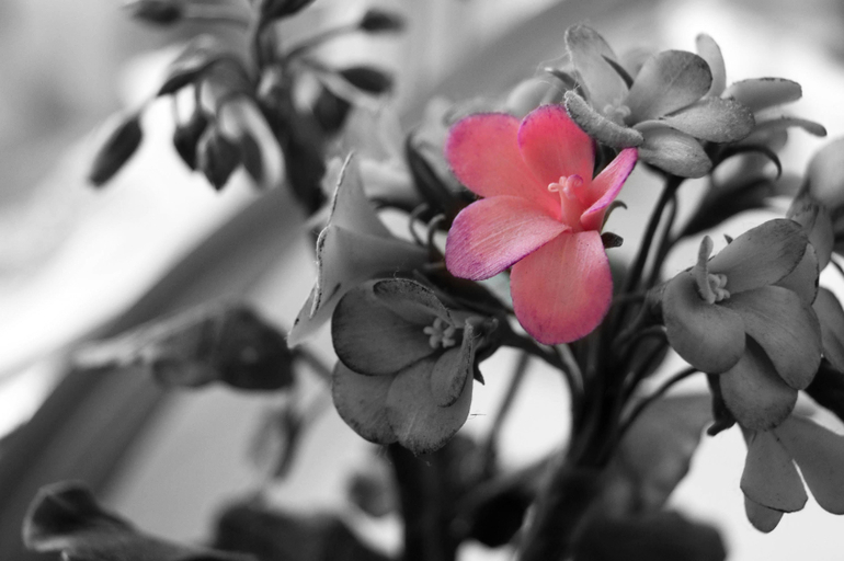 Контрольное задание № 6. Три способа цветокоррекций фотографий