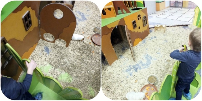 ТН Домашние животные.