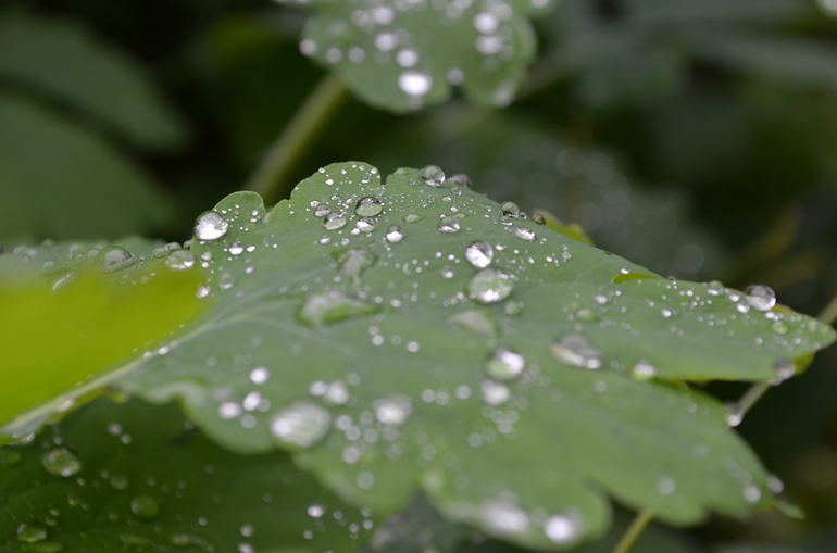 Дача моими глазами