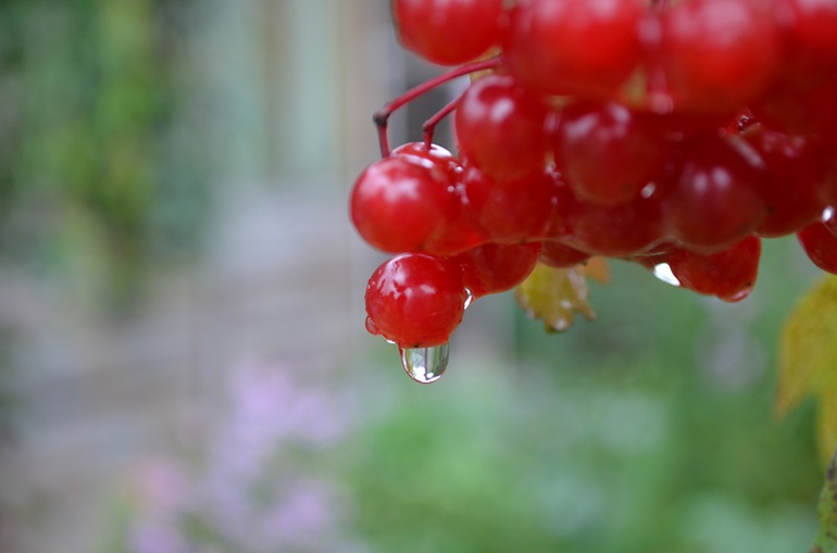 Дача моими глазами