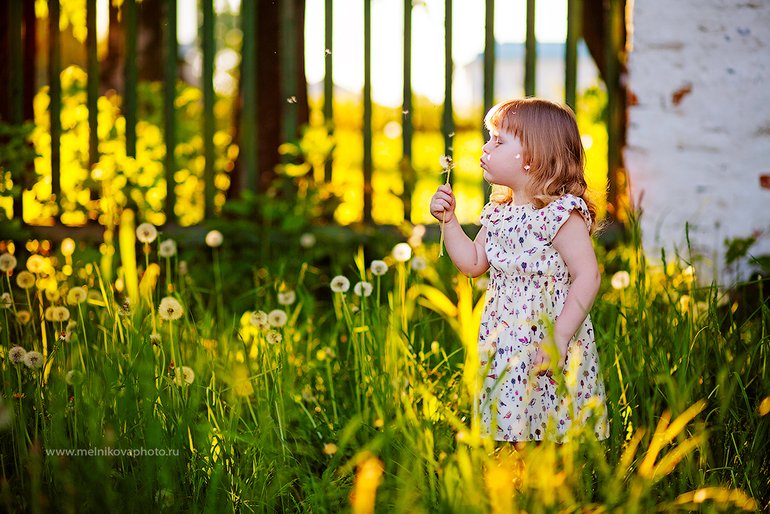 Ехали в яблони...нашли только одуванчики :)