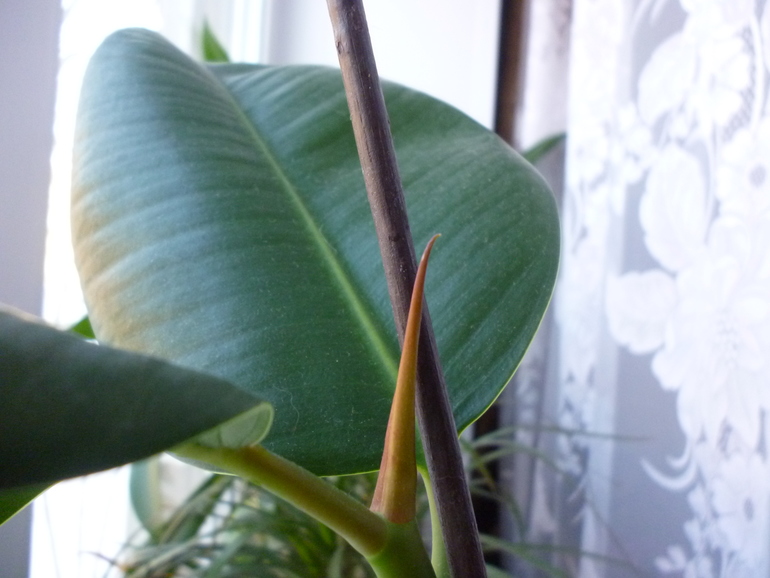 Фикус,Сансевиерия,Апельсин