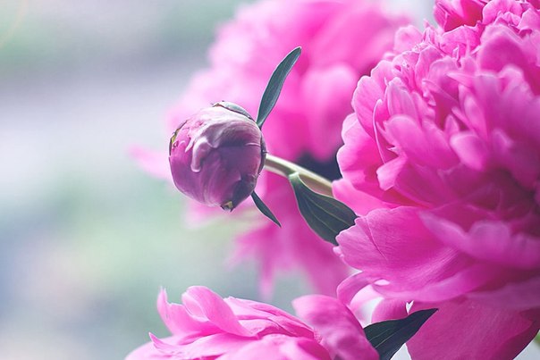 Цветочное настроение :)