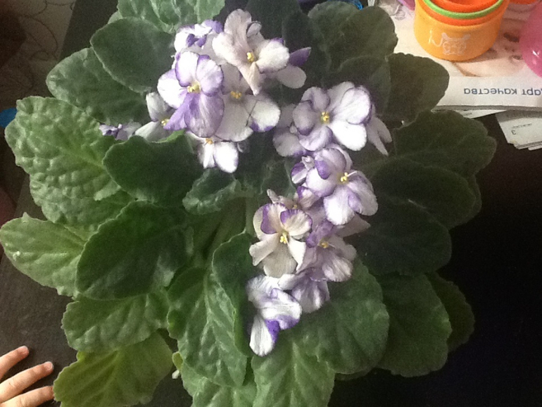 Мои две красоточки- правда не знаю разновидность