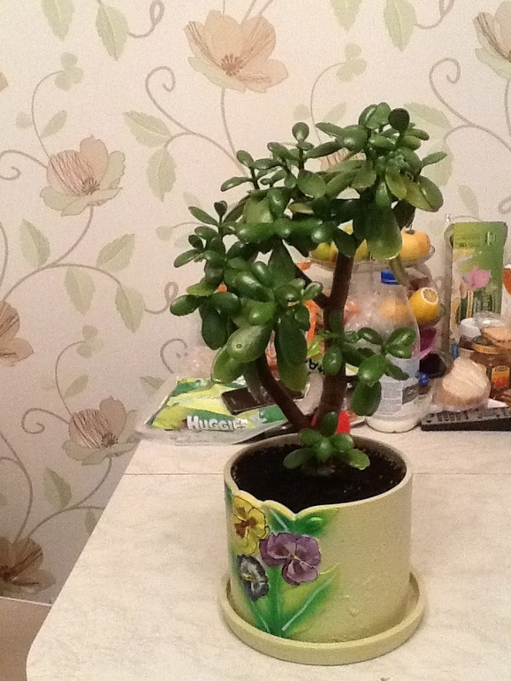 Подскажите с Денежным Деревом