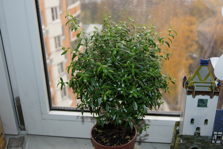 У кого есть мирт? Как вы за ним ухаживаете и обрезаете?