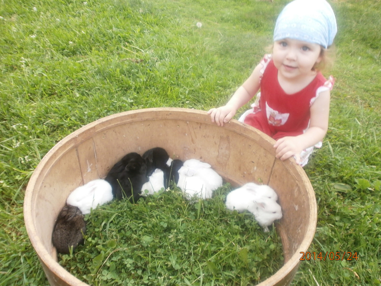 София и кролики