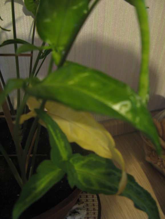 Сингониум. Чем можно помочь?