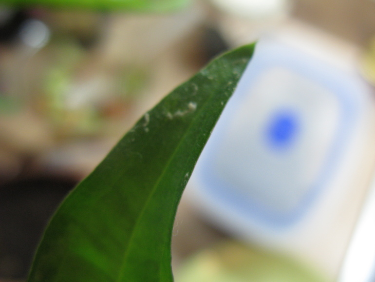 Сингониум. Чем можно помочь?