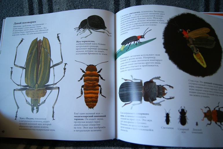 Наши новиночки