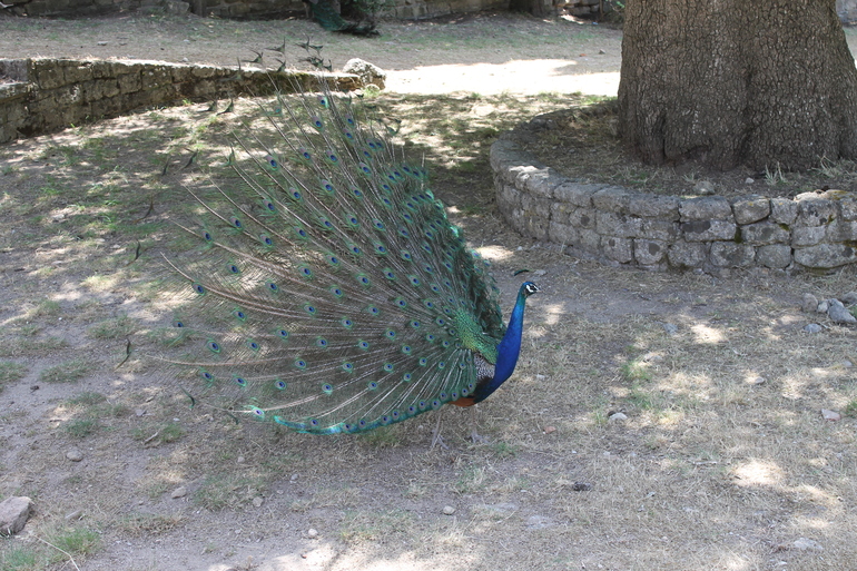 Наш отдых: май, Греция, о. Родос (много фото)