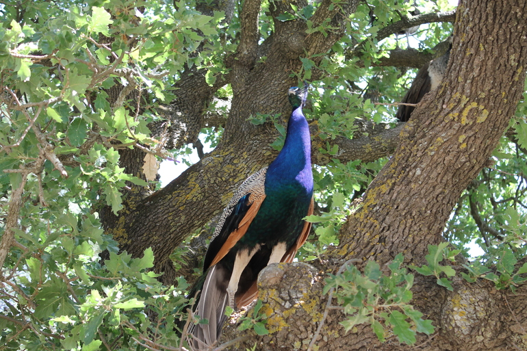 Наш отдых: май, Греция, о. Родос (много фото)
