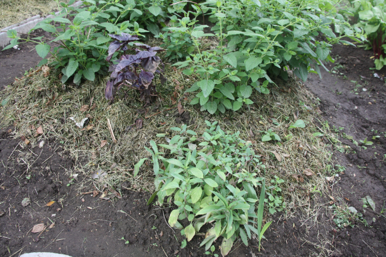 Сорняки вы мои, сорнячочки!