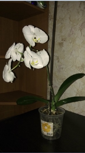 Взлет 72 Диплом)))