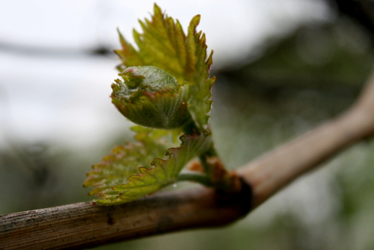 После Дождя