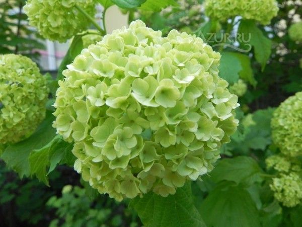 Подскажите что за зверь?:)