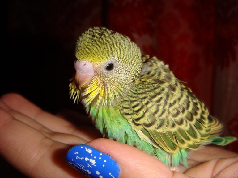 Мои попики!))))