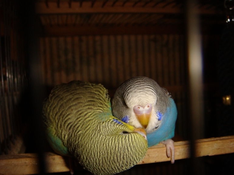 Мои попики!))))