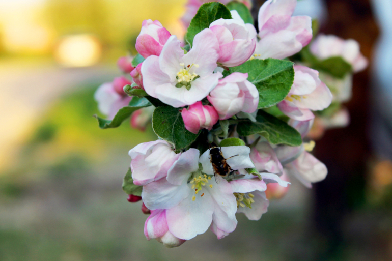 Макро весна...