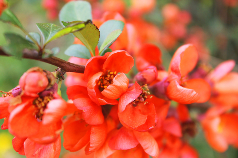 Макро весна...