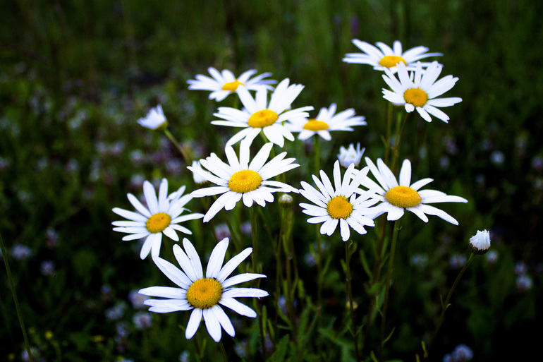 Контрольное задание № 7. Корректируем фотографию при помощи кривых