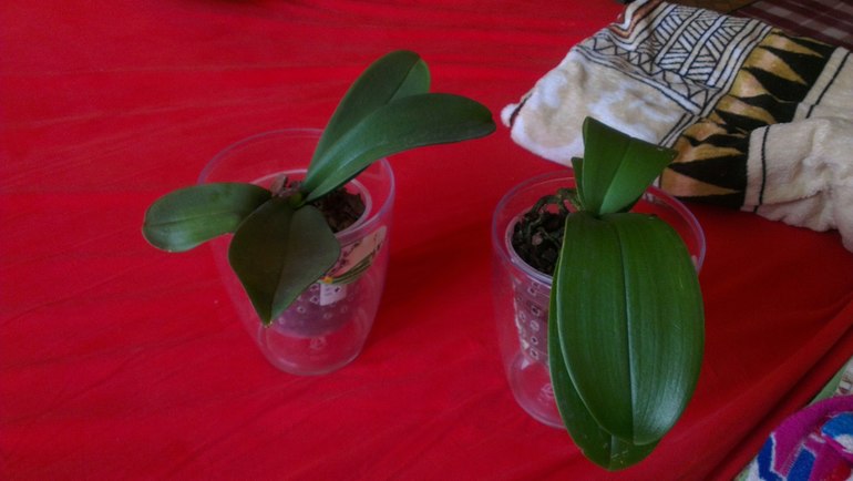 ну вот и я купила уценку