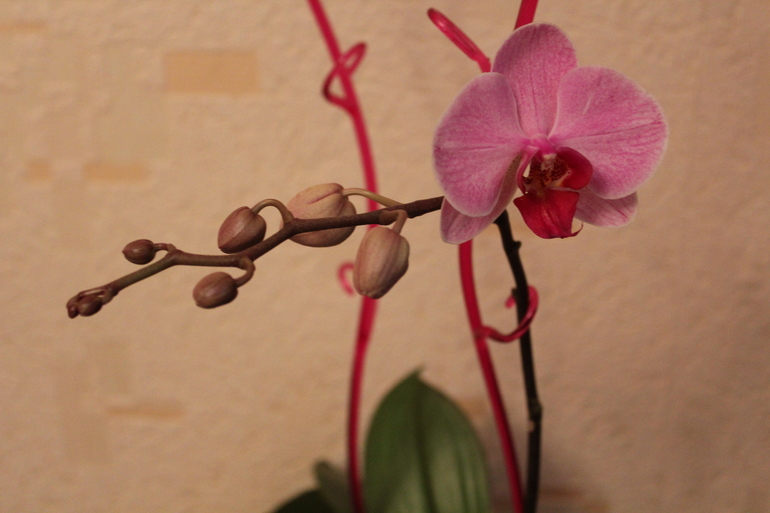 Орхидея зацвела, и радует глаз