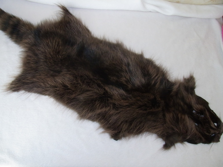 продам шкурку енота